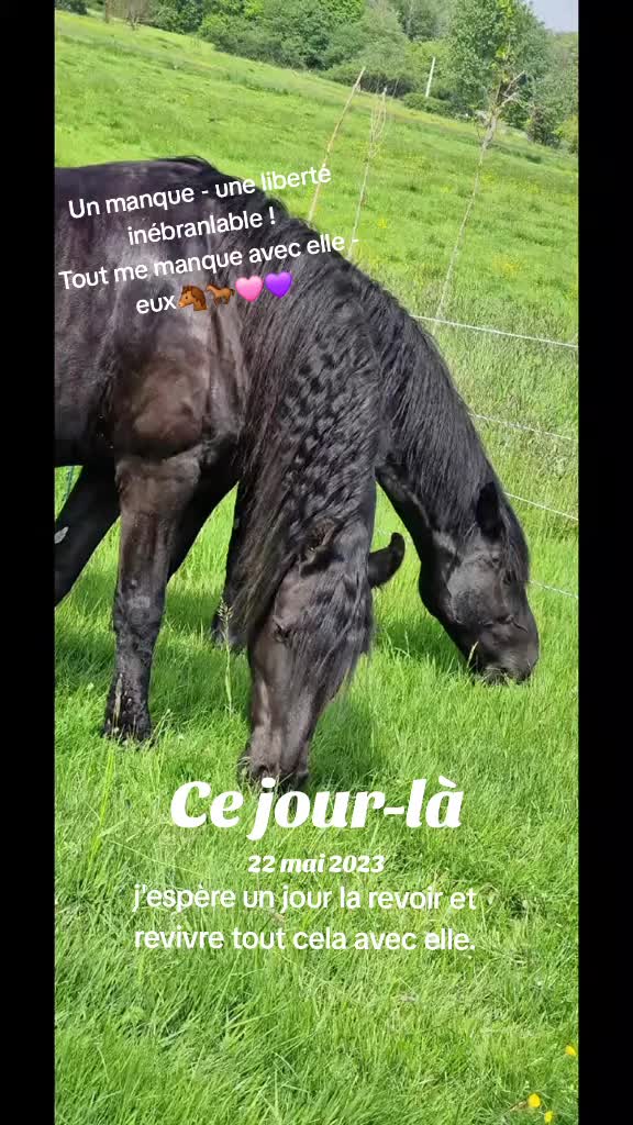 @Ilo🩵💜 - Nala et Falco❤️💙