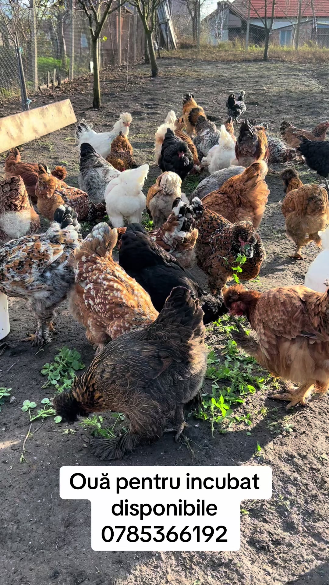 @Găini Moțate Românești
