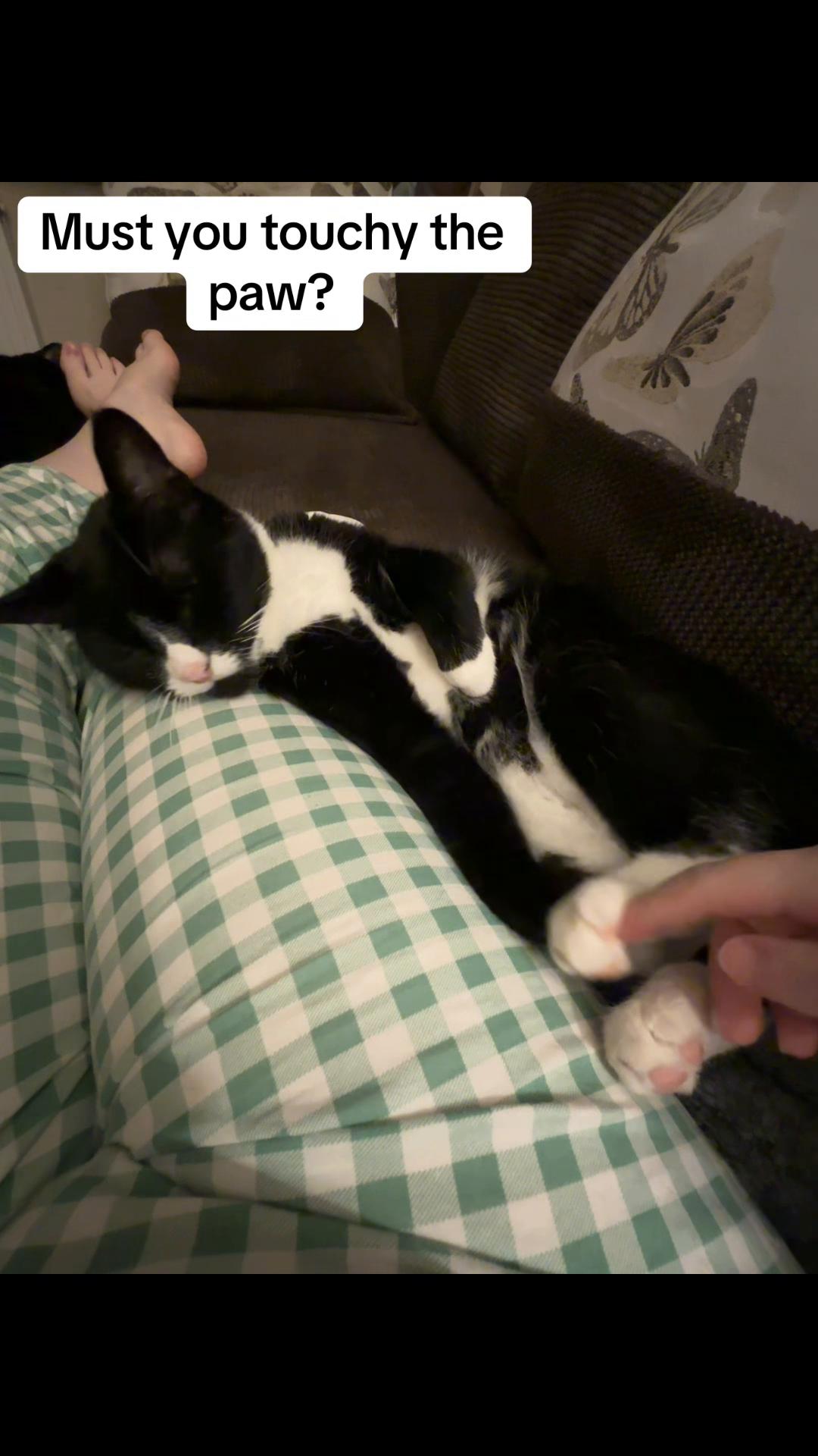 @Em feat. Mister & Mimi (cats)