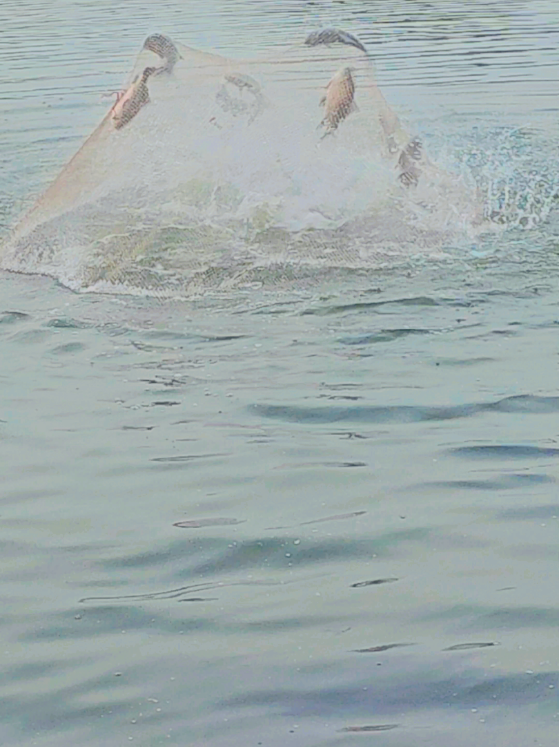 @fish catching video