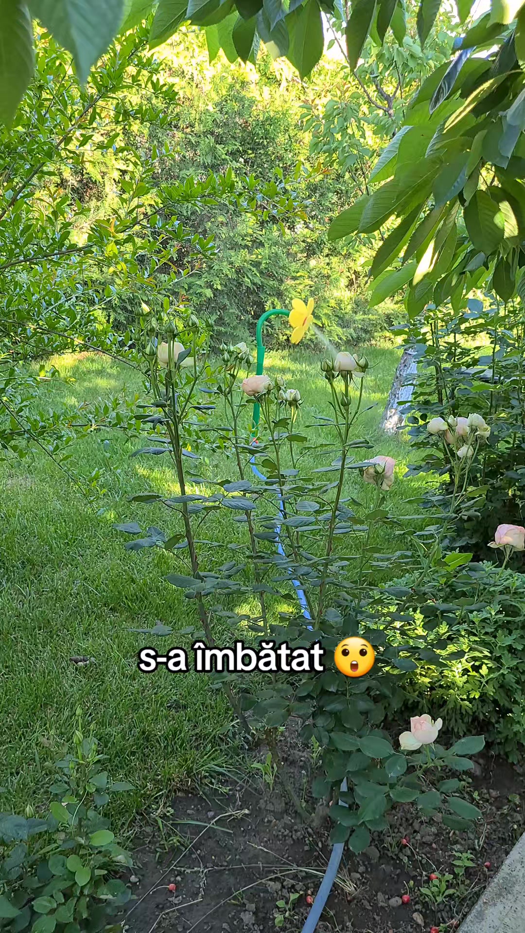 @Bogdan Hriscu
