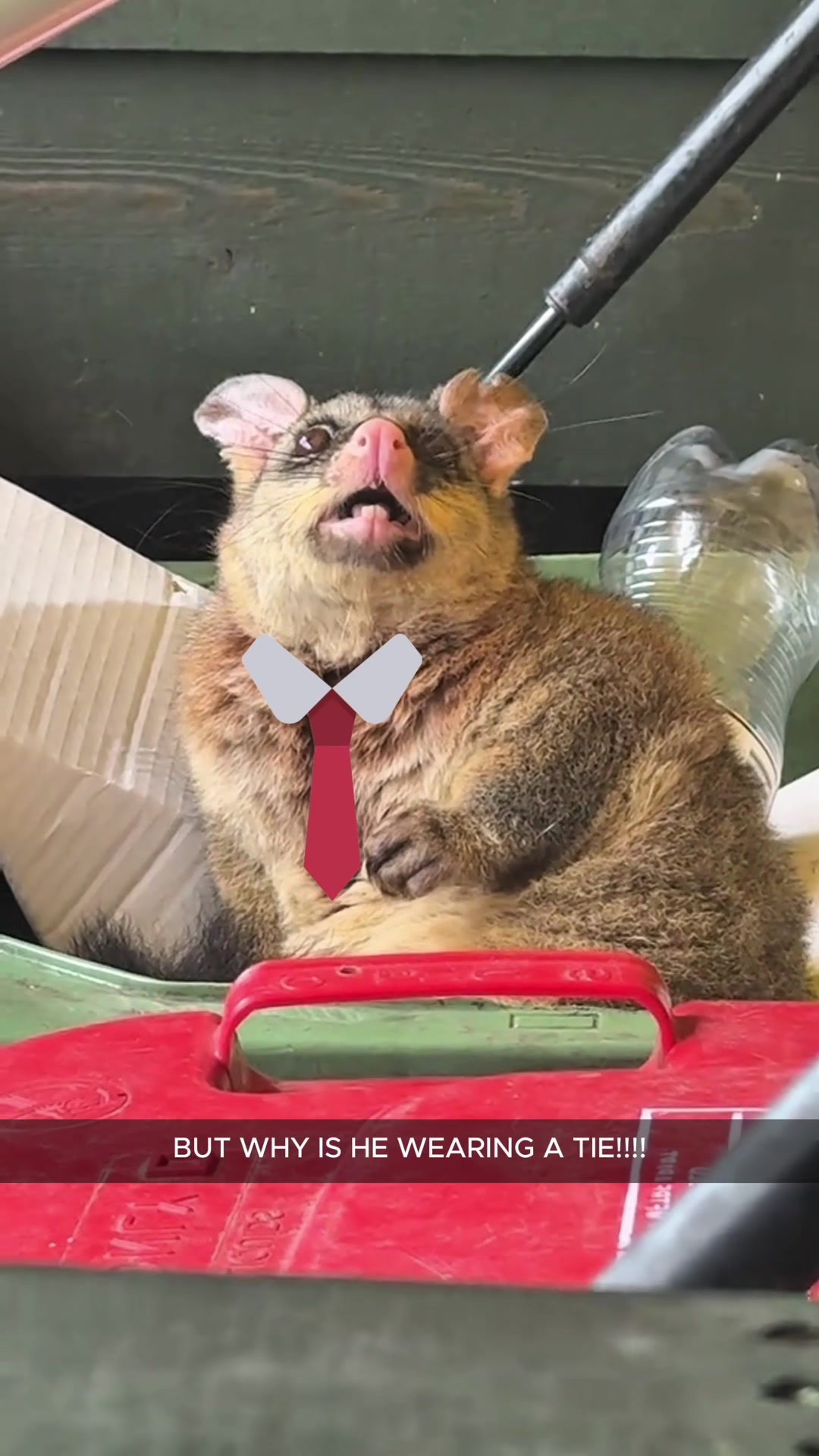 @petsoftiktok