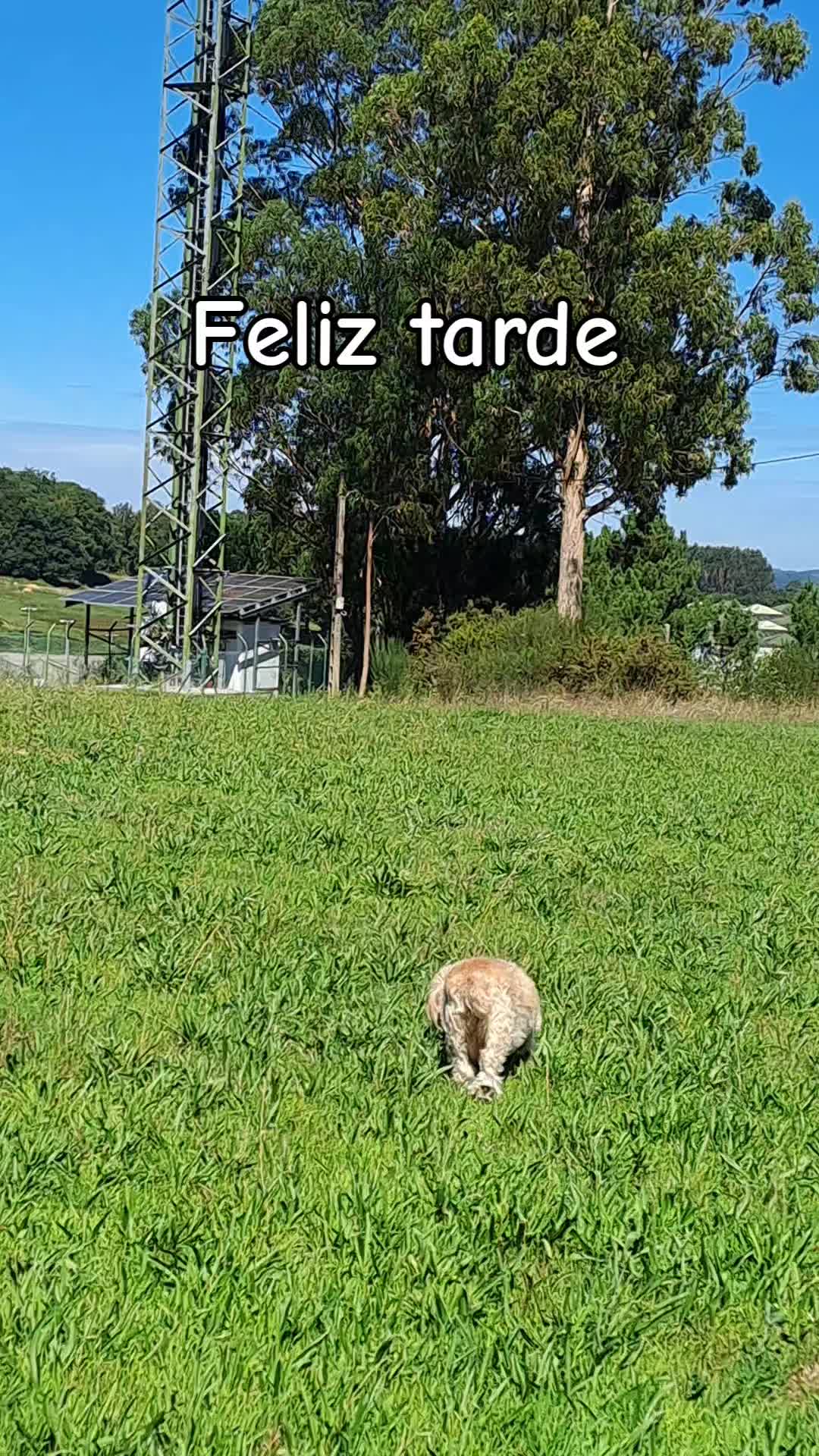 @luabro