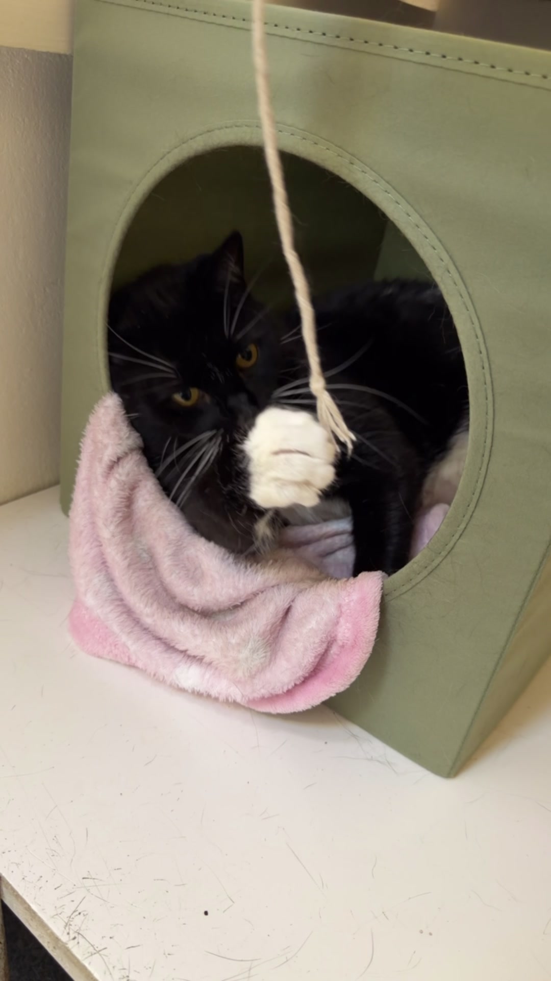 @Herongate Village Cattery