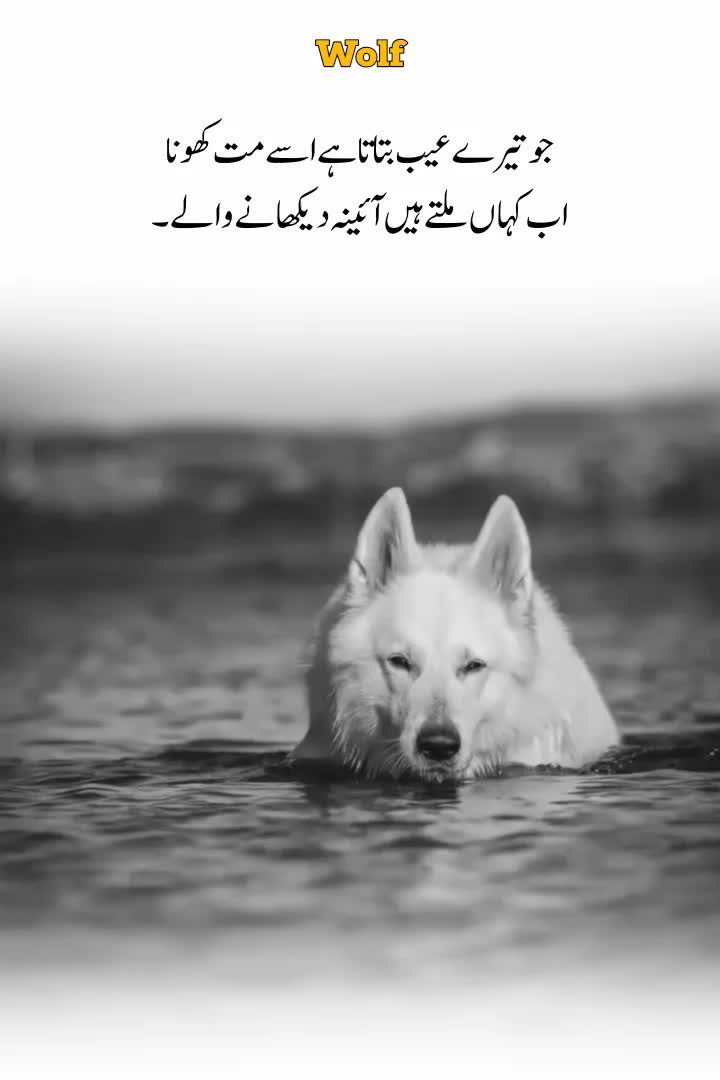 @Wolf 🐺