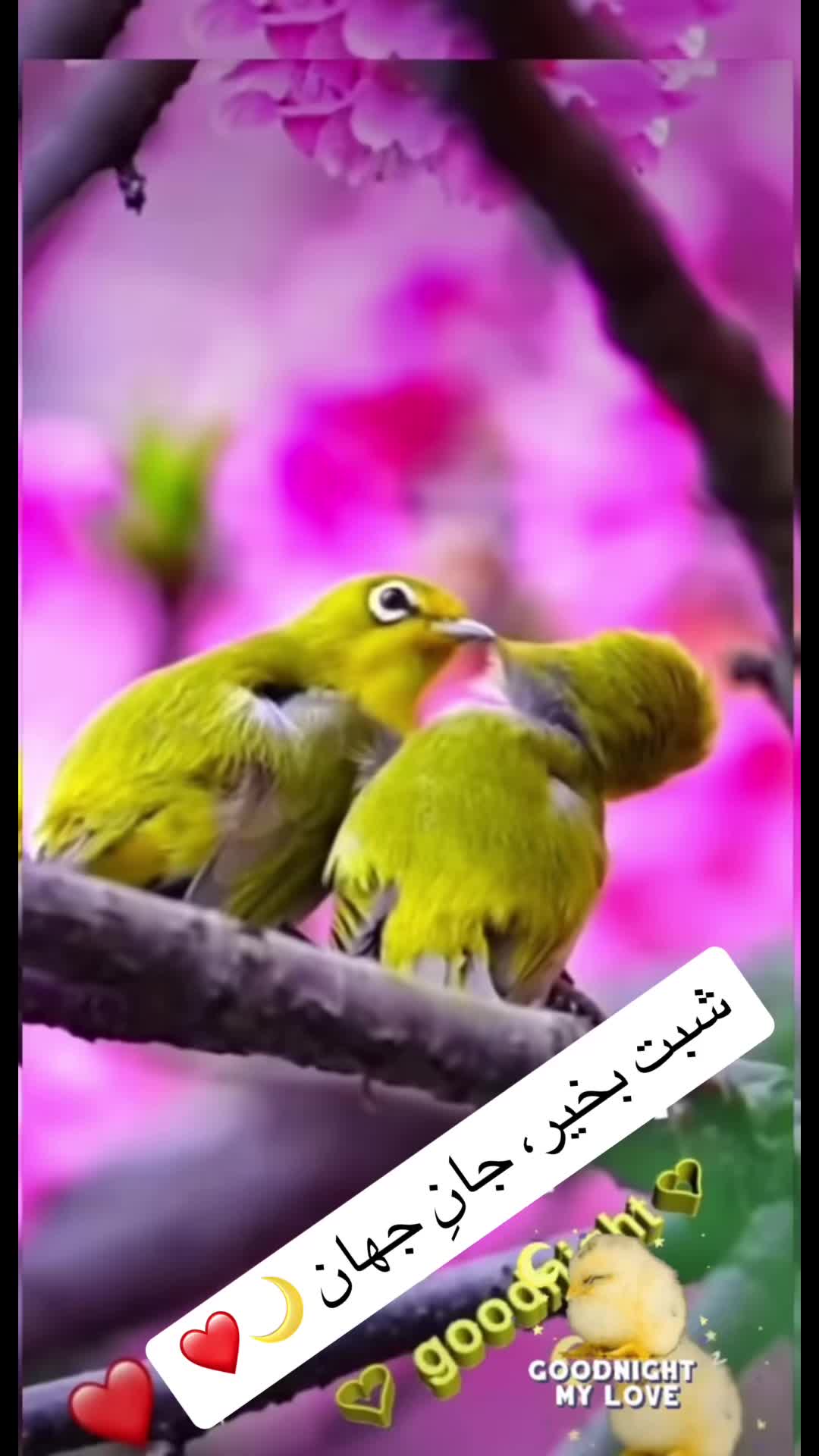 @Haroon
