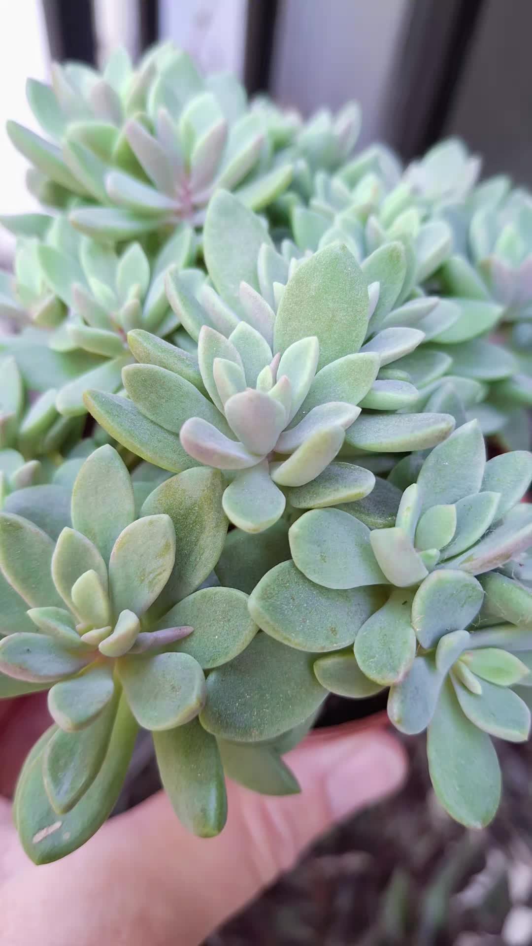 @Succulent_ninja