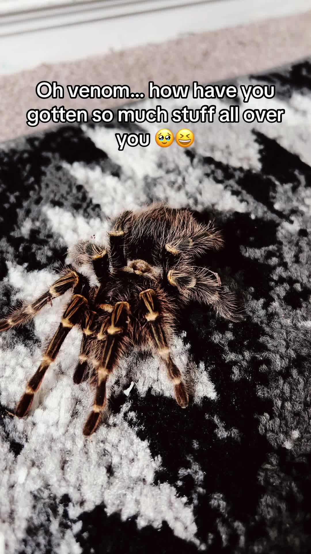 @The Tarantula twins 🕷️