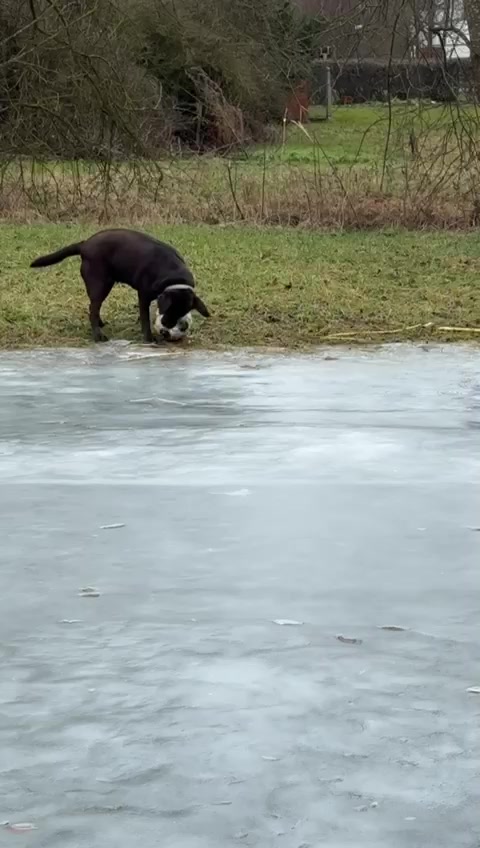 @Nala_thechocolab