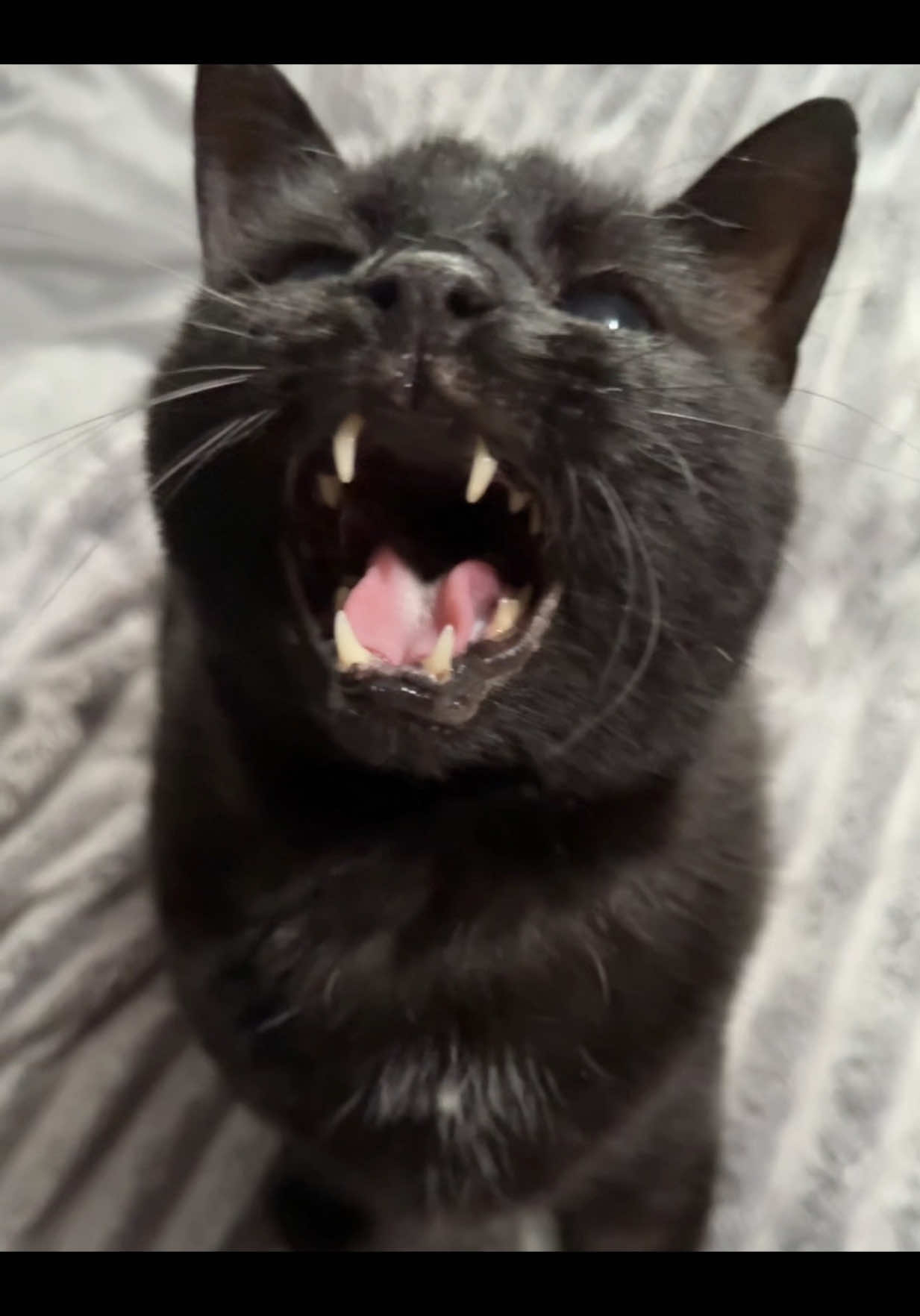 @Teefie_tribe 🐈⬛🐈⬛🐈🦷🦷