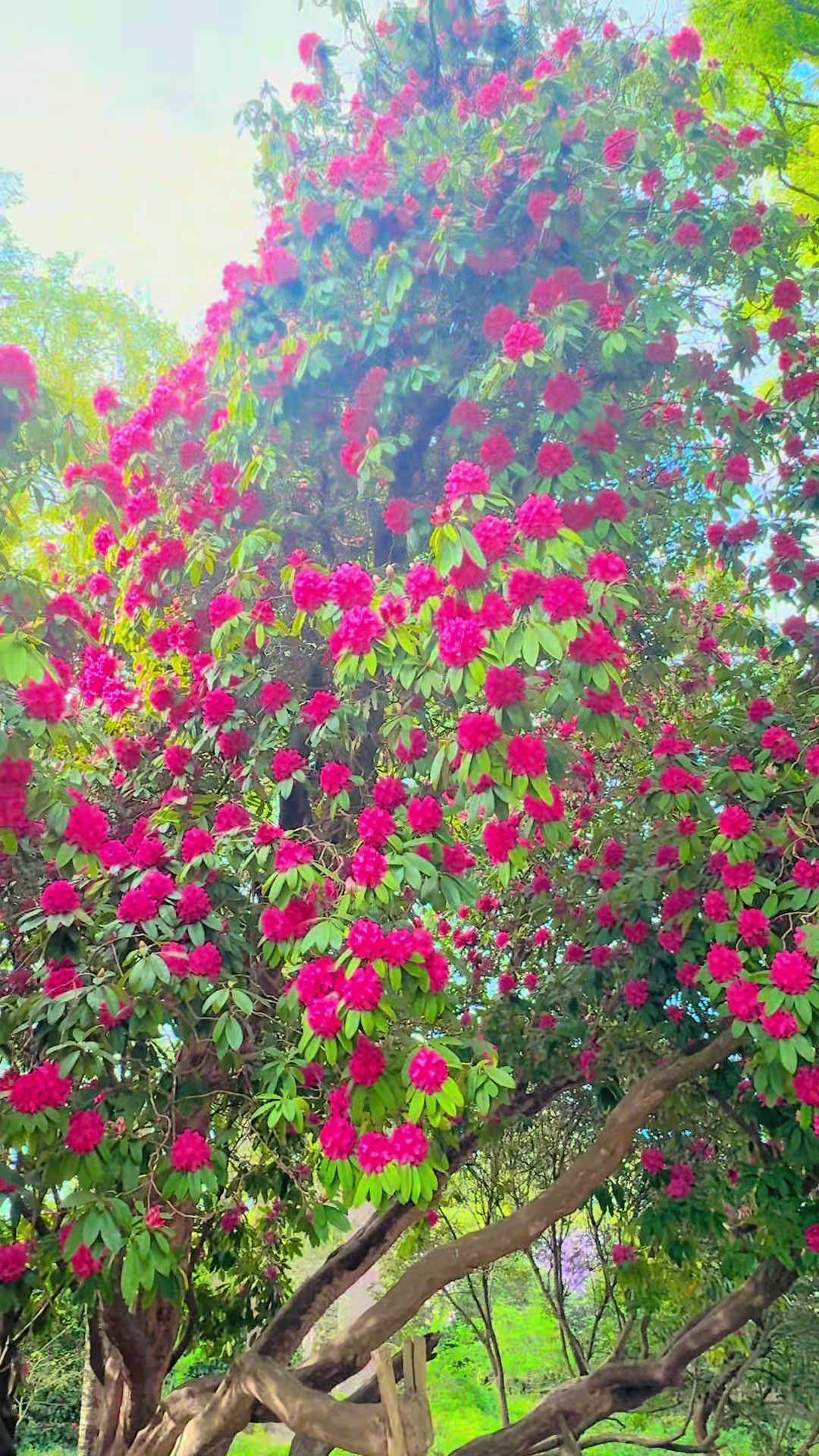 @Niroja Suganthan