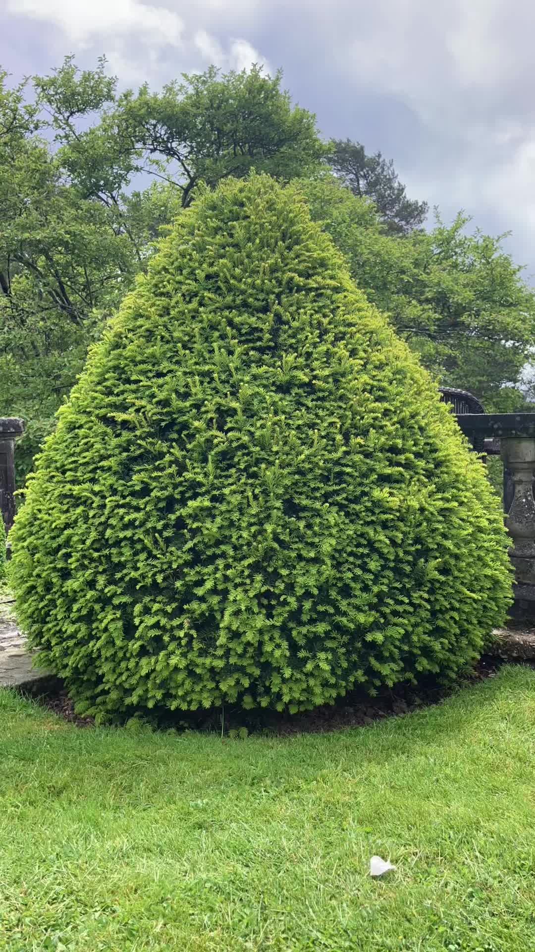 @All The Small Plants