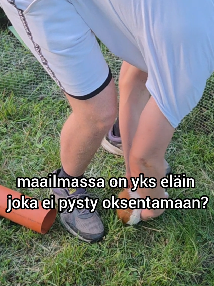 @Vesko