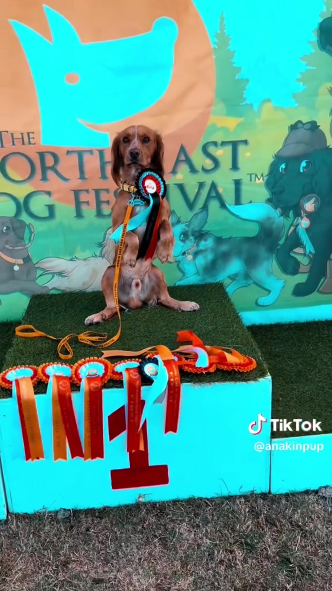 @northeastdogfestival