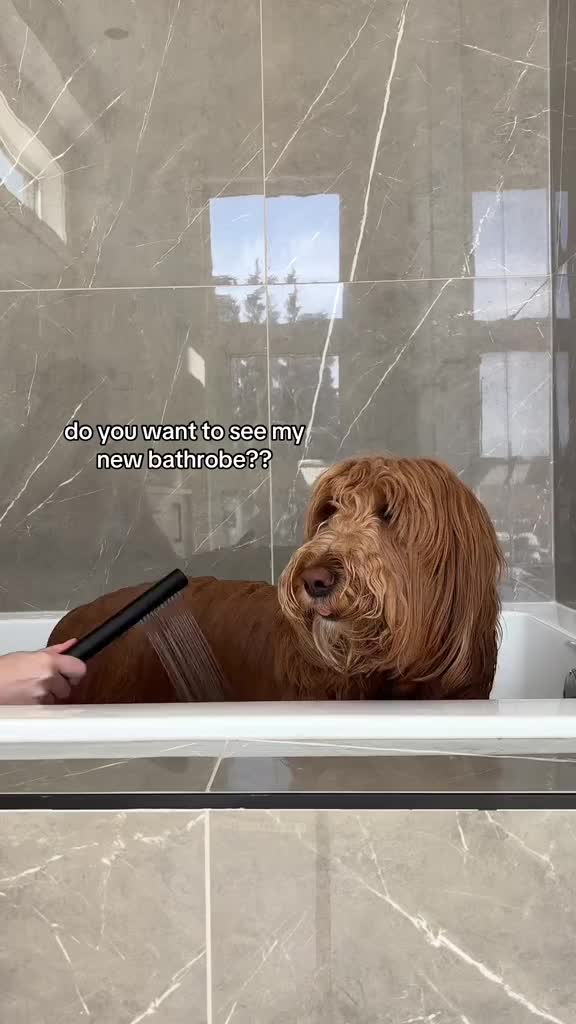 @DogGrooming101