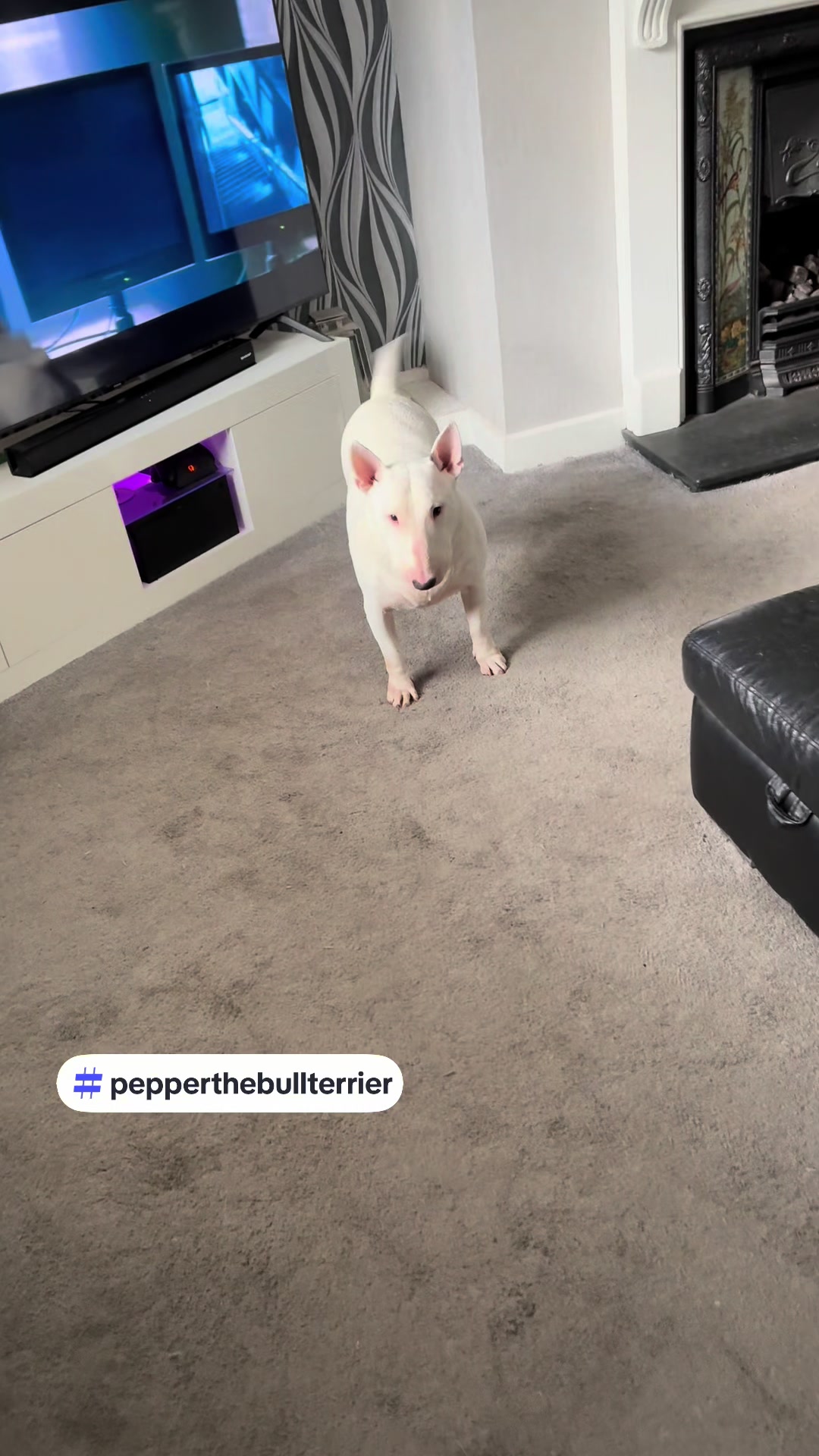 @Phil&Peppers page 🐶