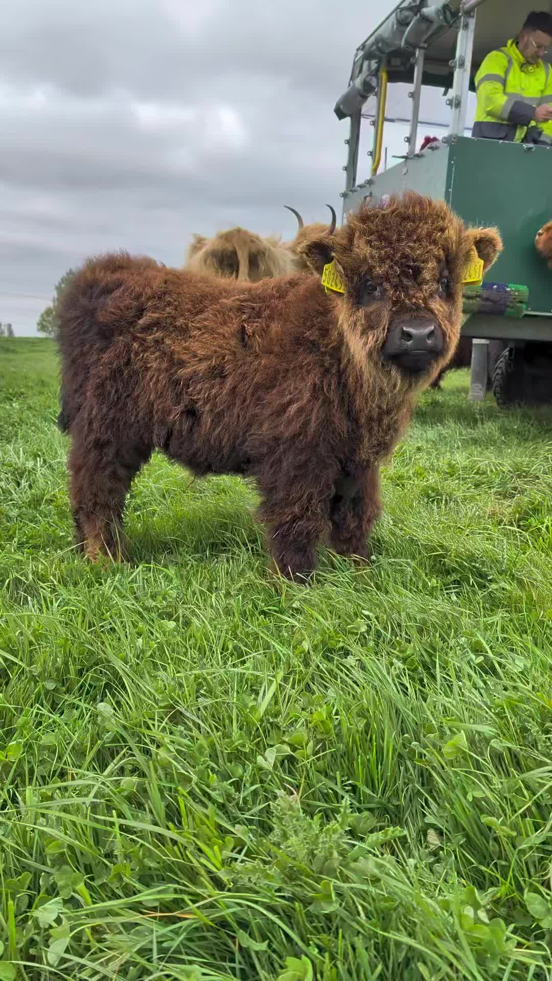 @Dumble Farm Highland Cows