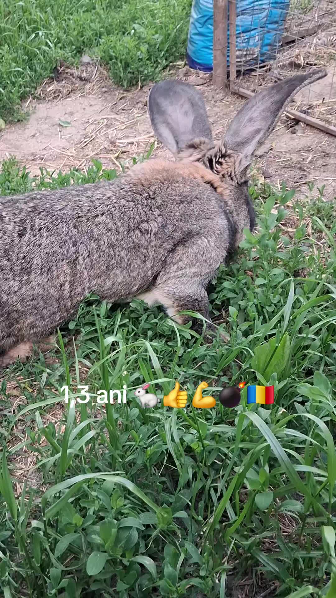 @giovannigiova
