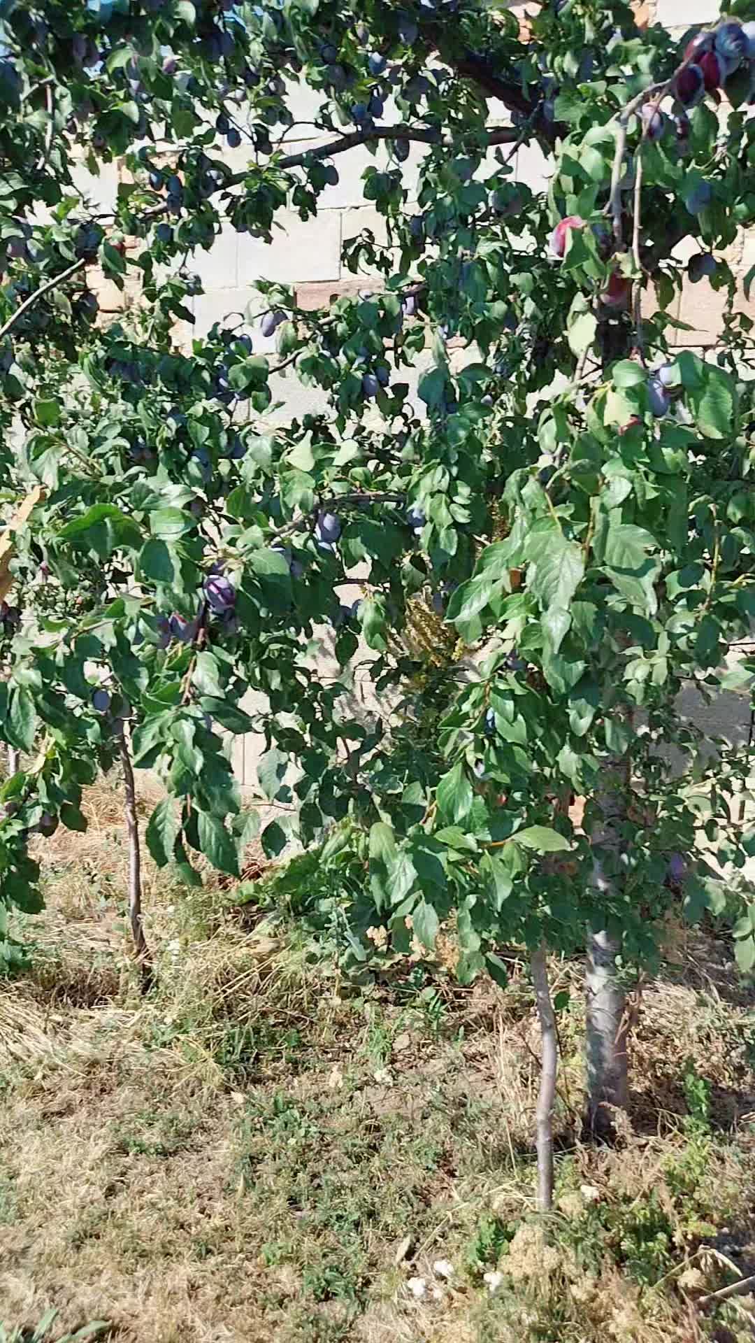 @maryamtanha12 🇦🇫🇦🇹