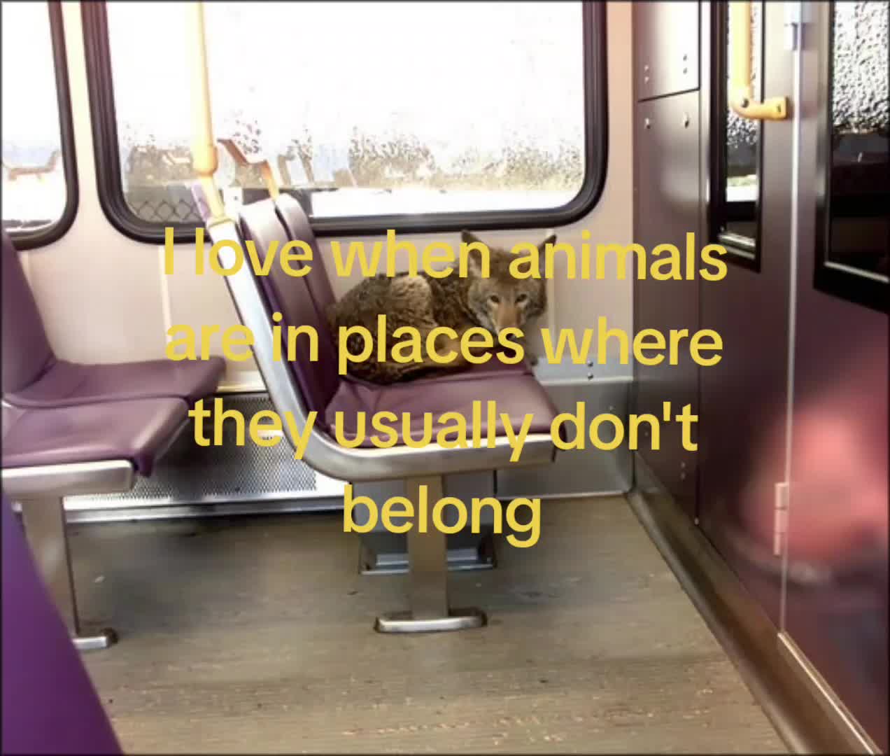 @🍥