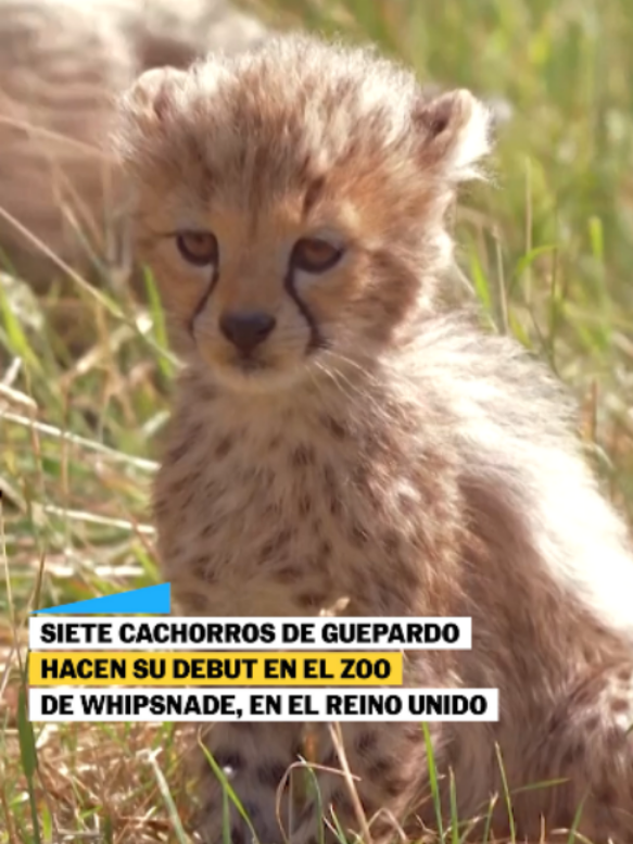 @El País