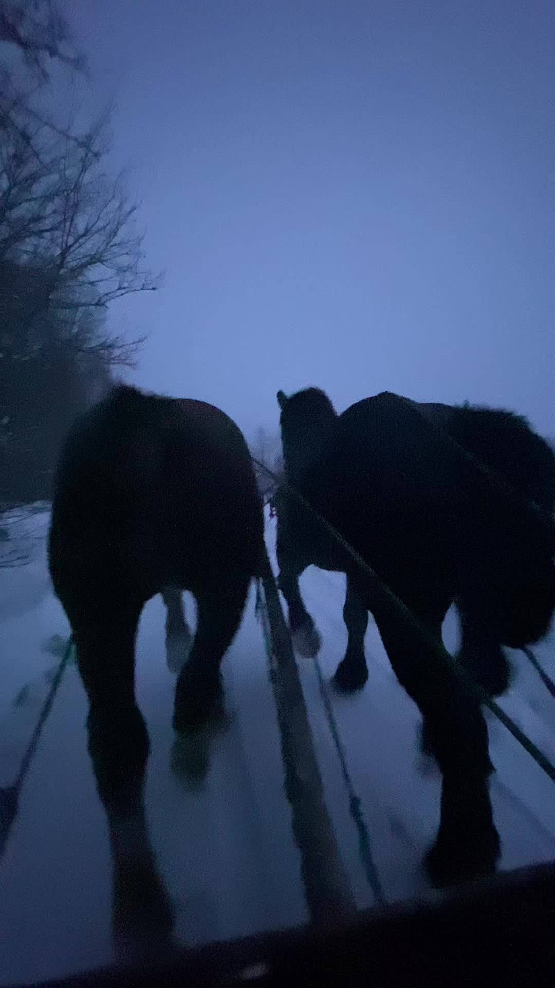 @Kovács Viki