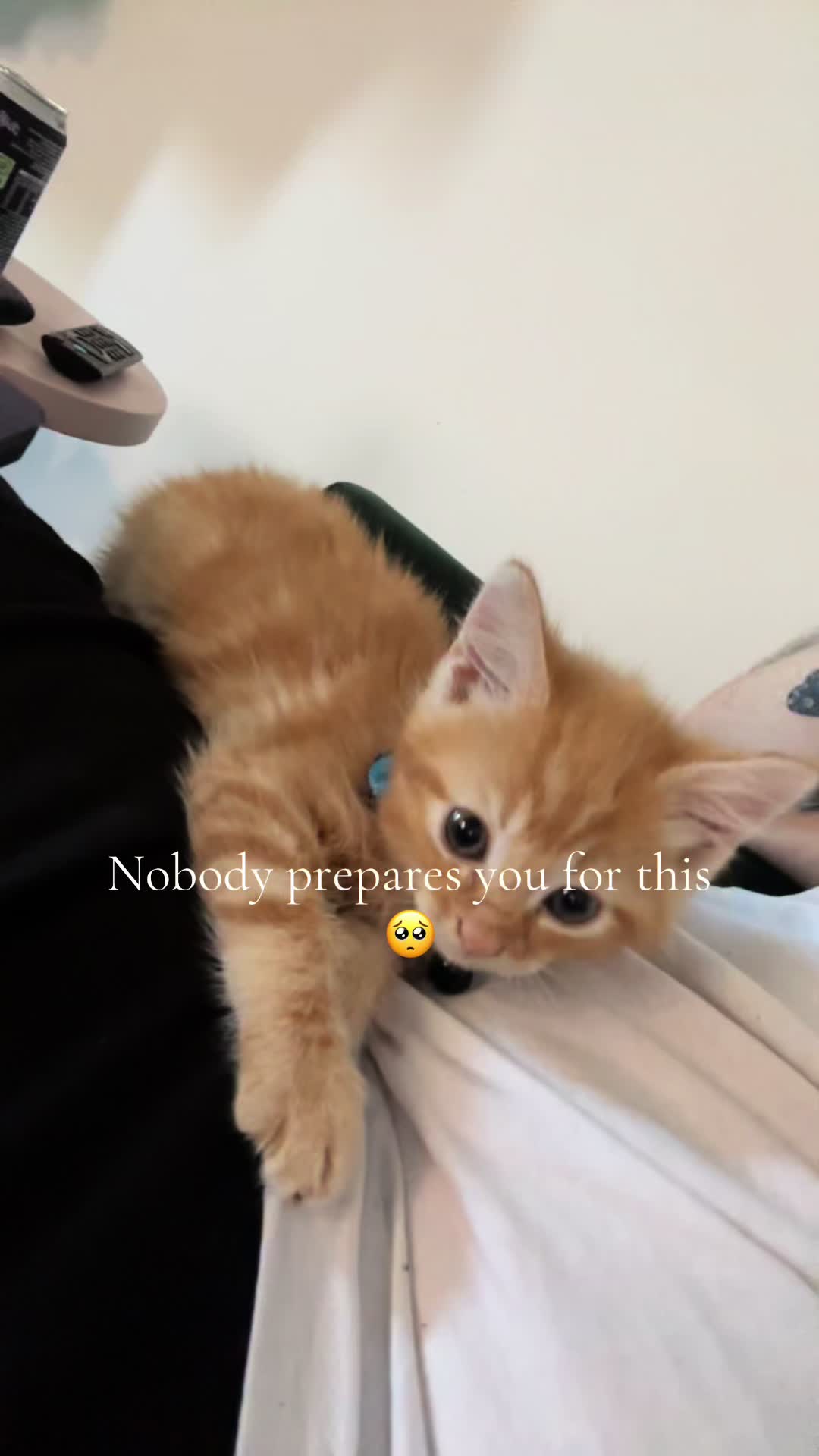 @Nacho&Bagel 🐈🐆
