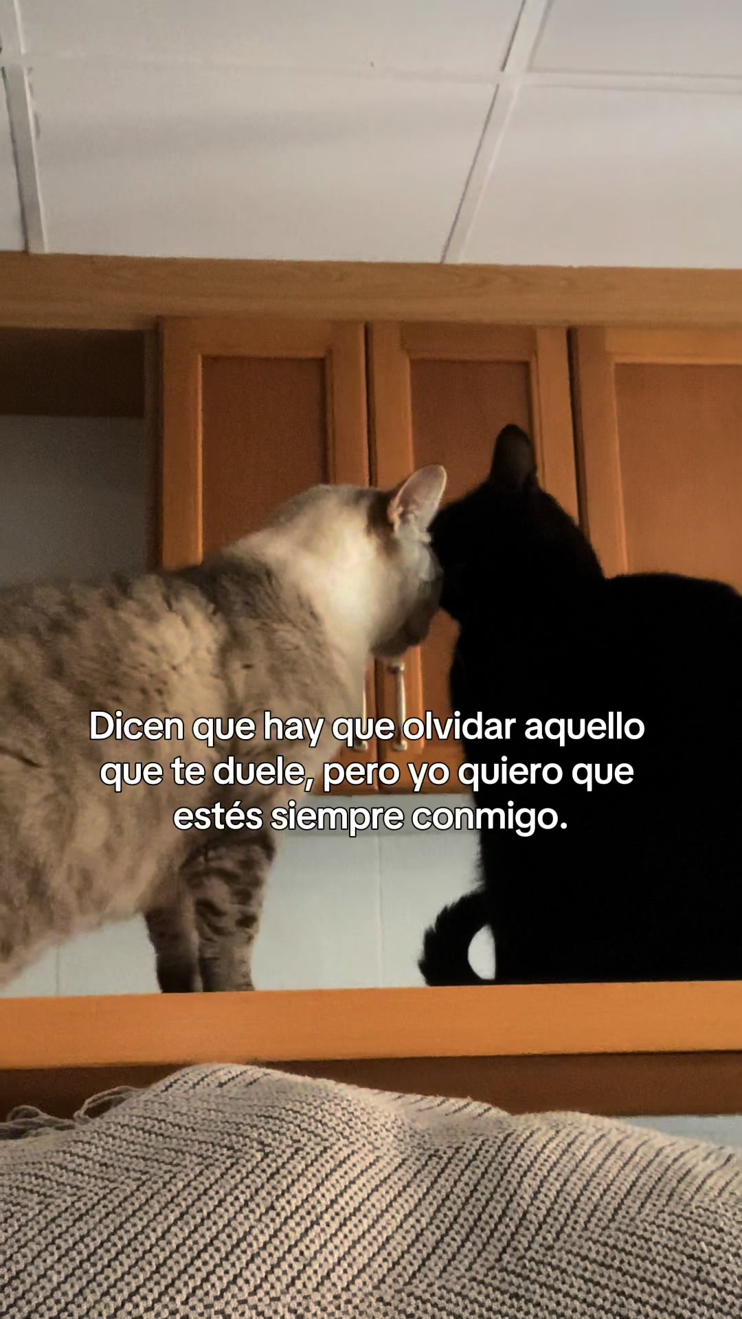 @BlackCatsMatter
