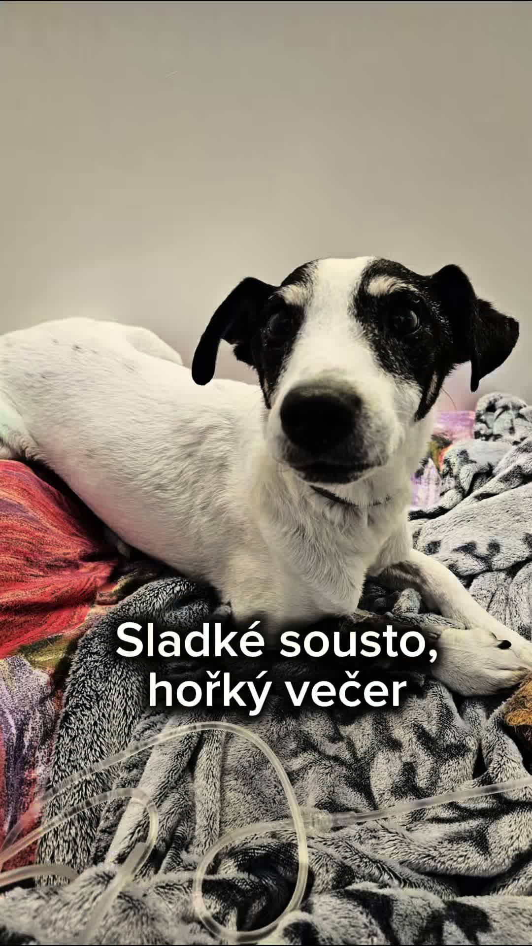 @Náš veterinář