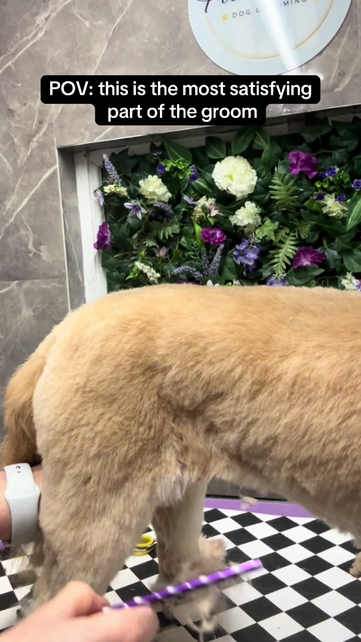 @Poochiepoosdoggrooming