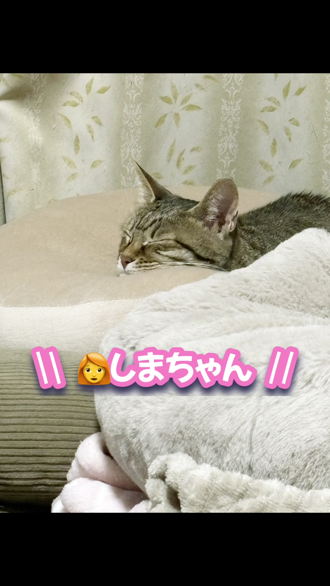 @ねこぷにもふ｜ホワイトシェパードのハクちゃん