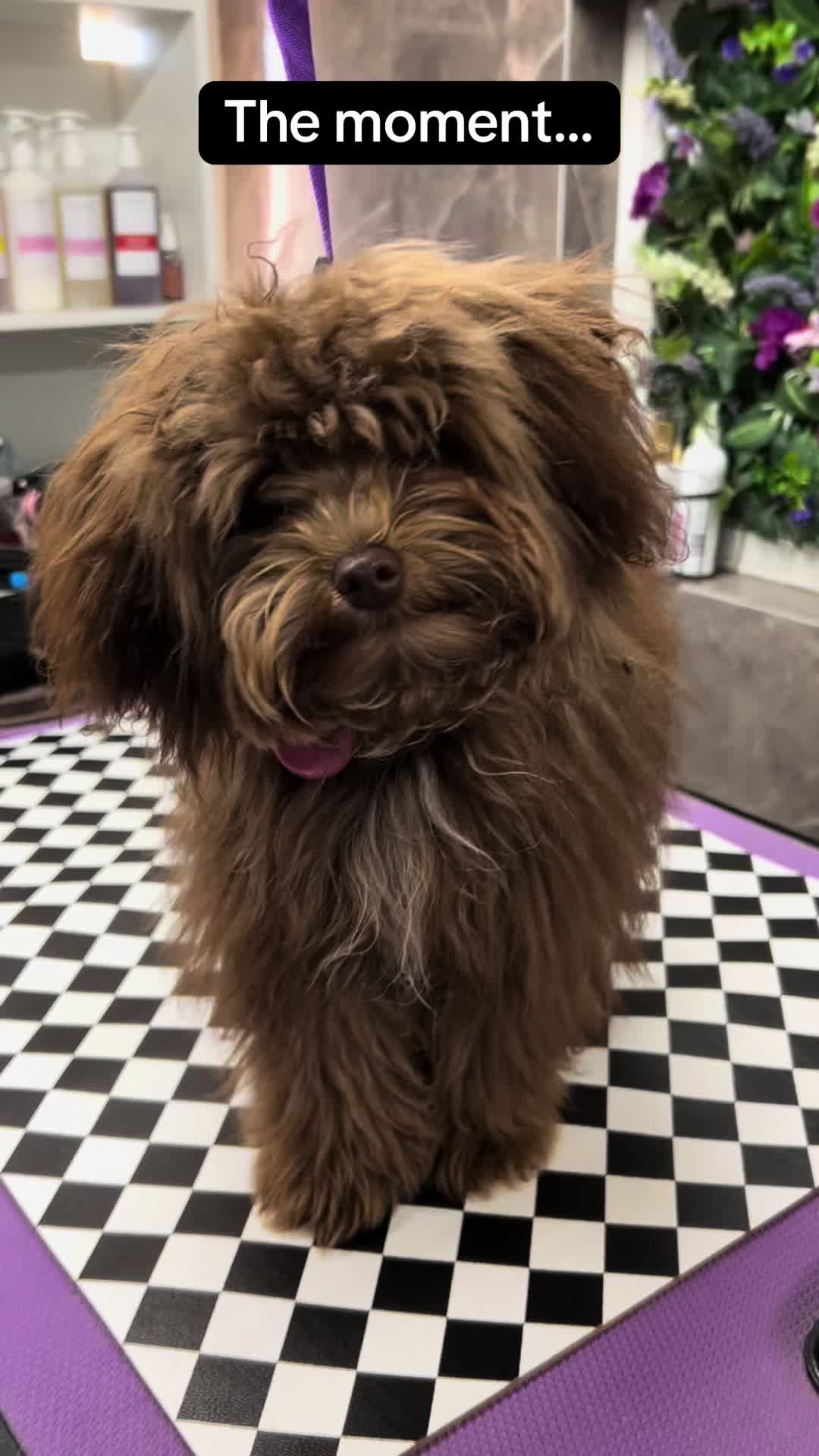 @Poochiepoosdoggrooming
