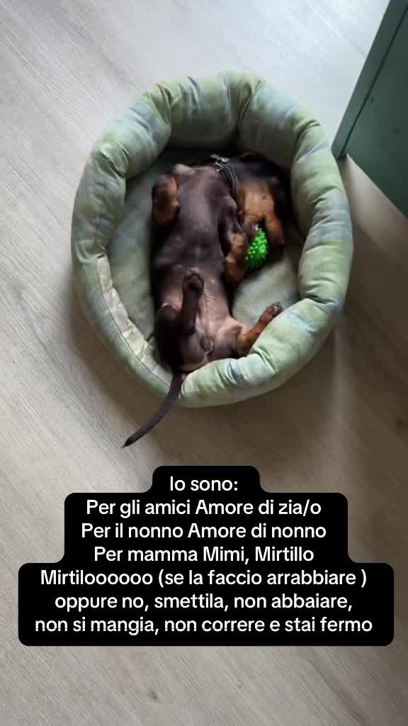 @🐾Mirtillo il bassotto🐾