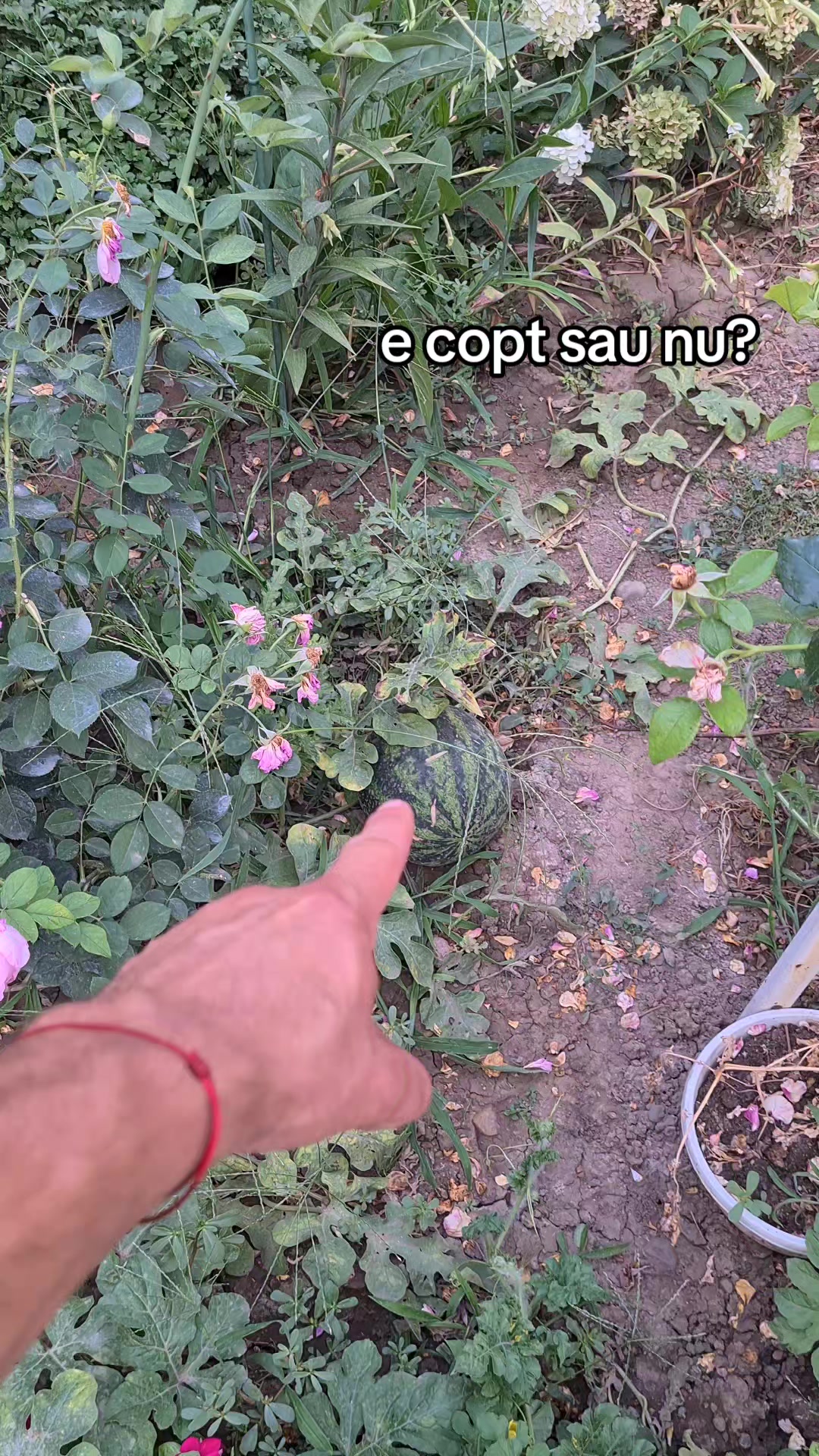 @Bogdan Hriscu