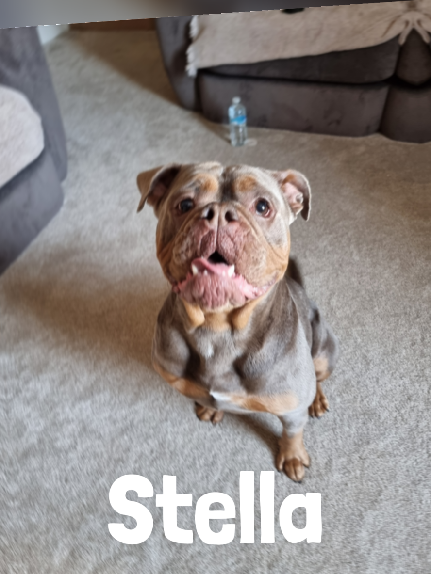 @Kamila's Dog Training!