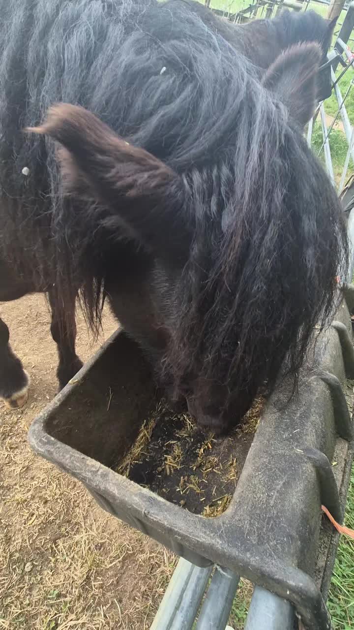 @Alfie & Daisy-May 💙🐴❤️🌻
