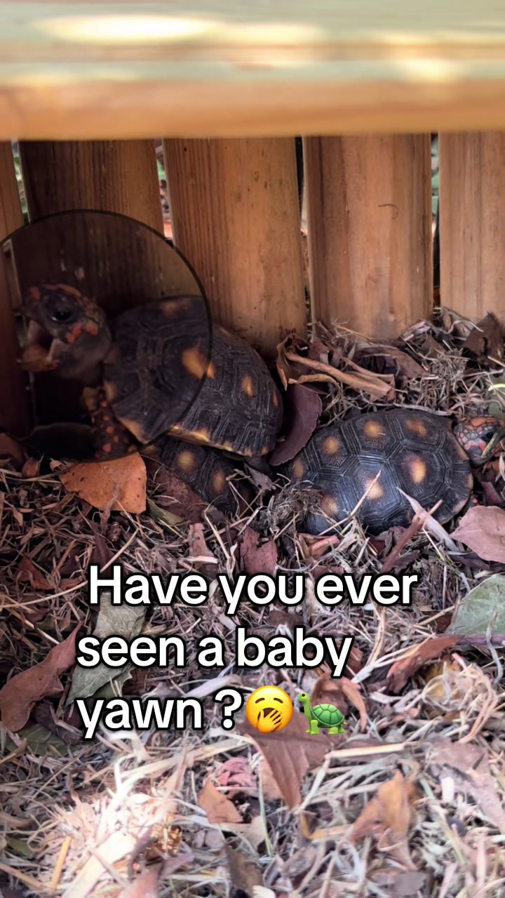 @tortoises sxm🐢