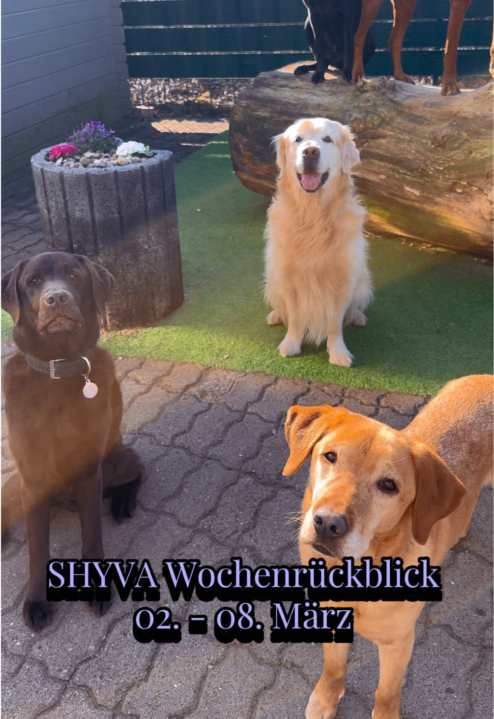 @Shyva Hundezentrum