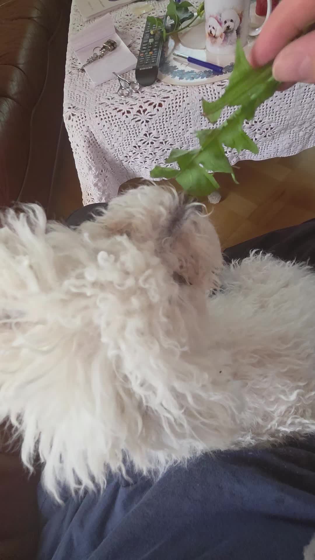 @TessiBichon