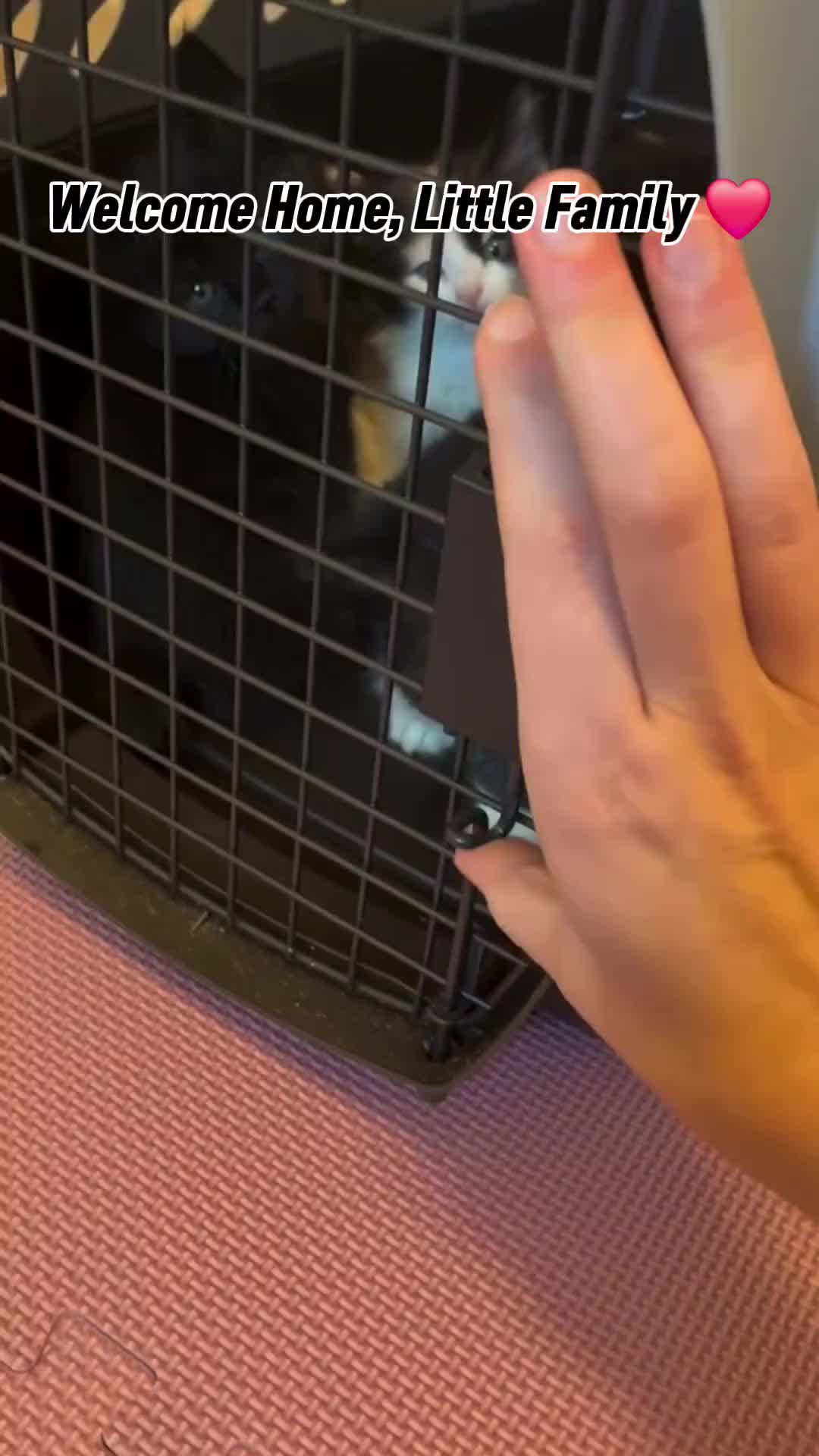 @Pets Mania