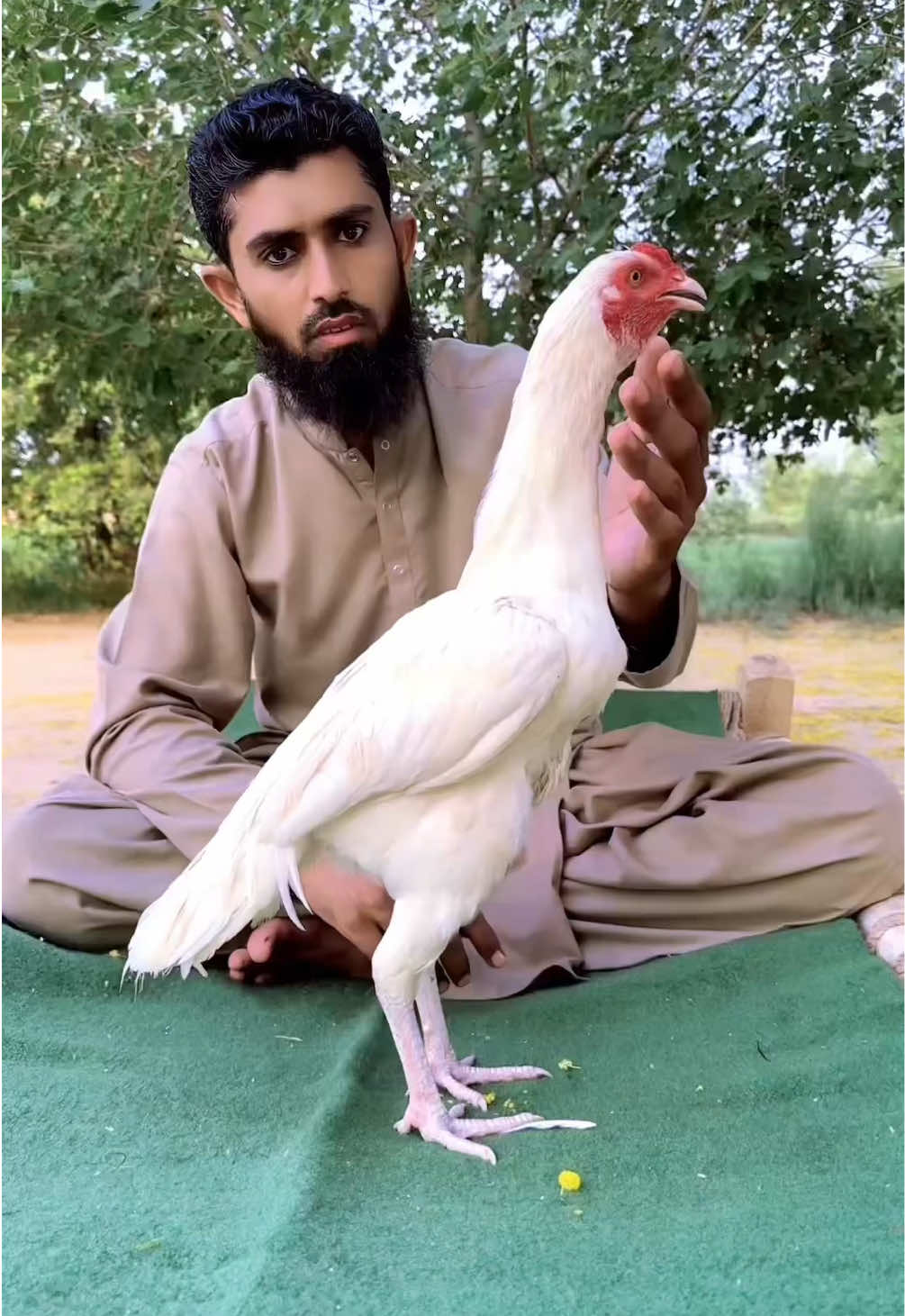@Poultry Markaz