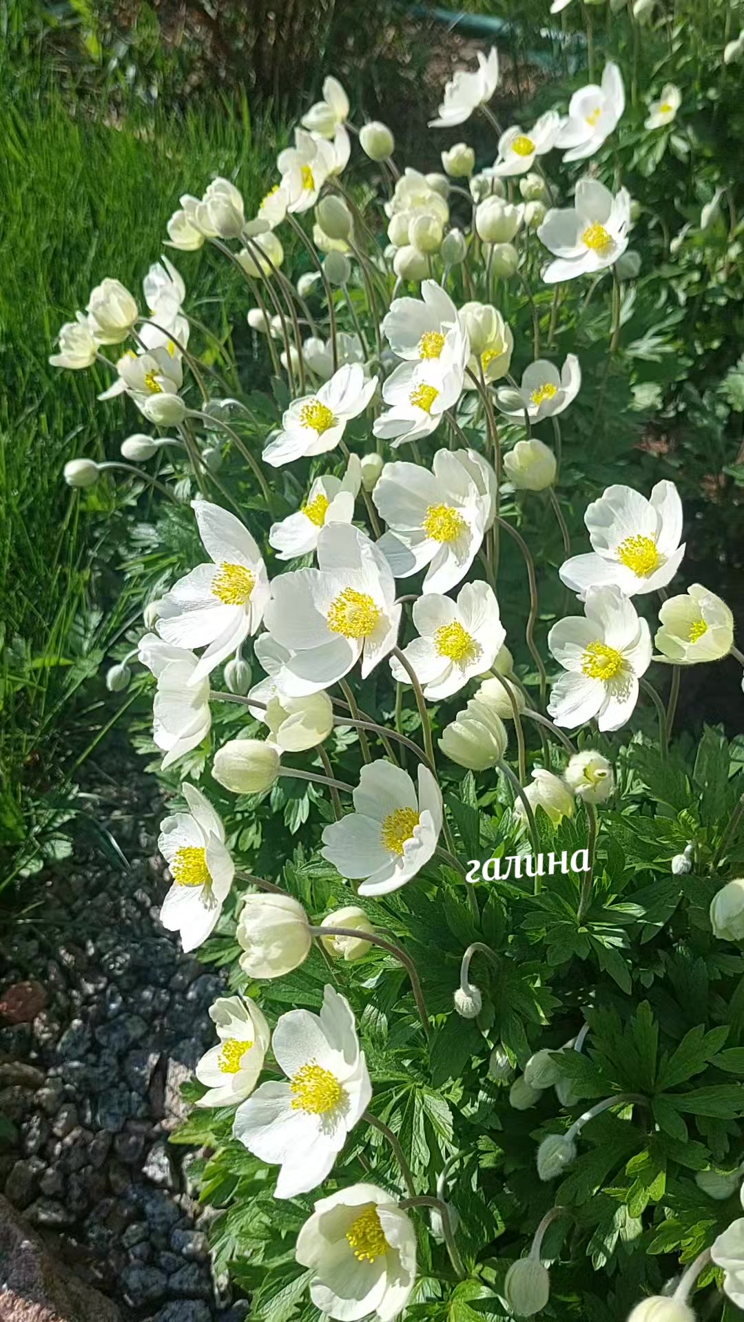@✨️Галина ✨️🌸