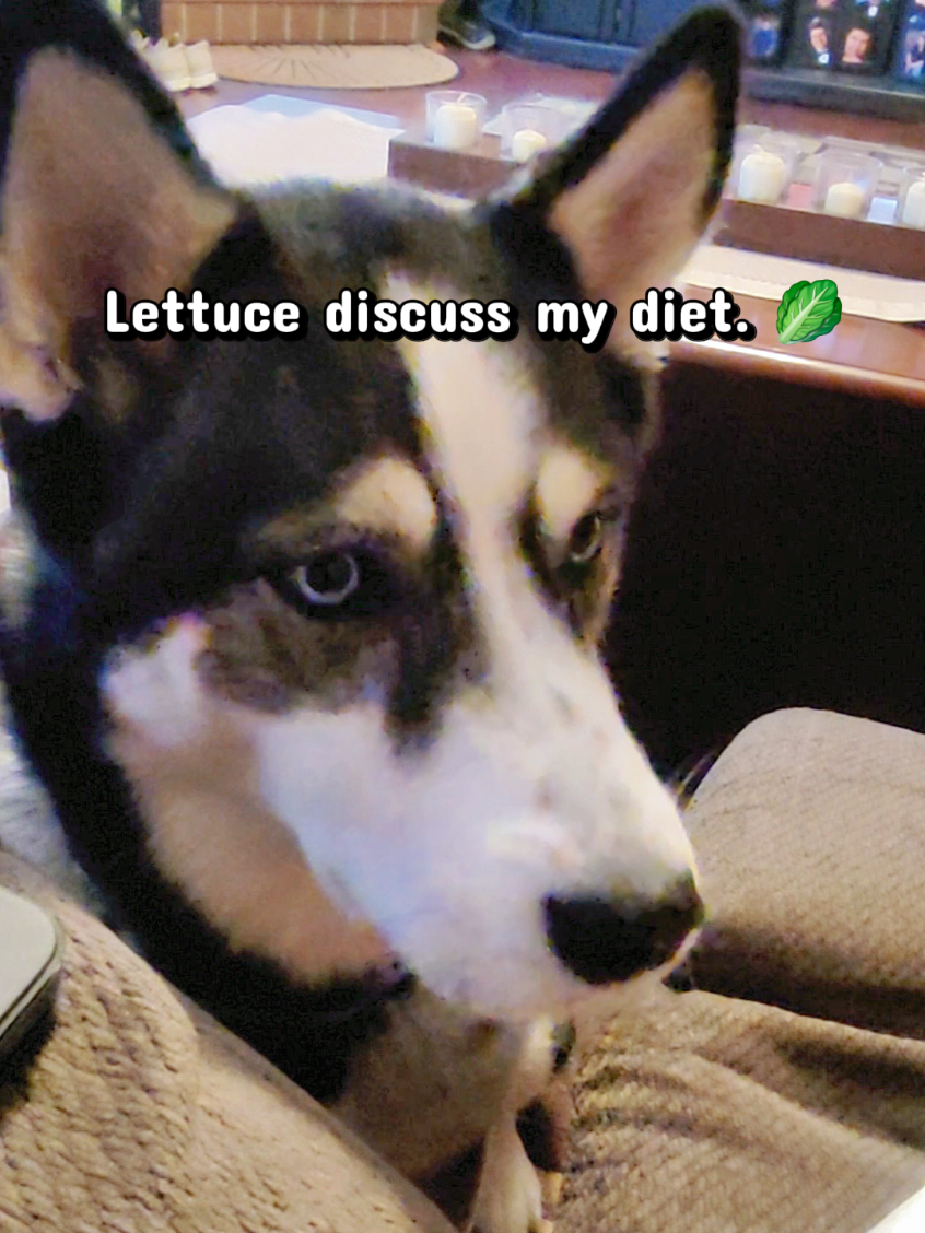 @the Hussey Husky