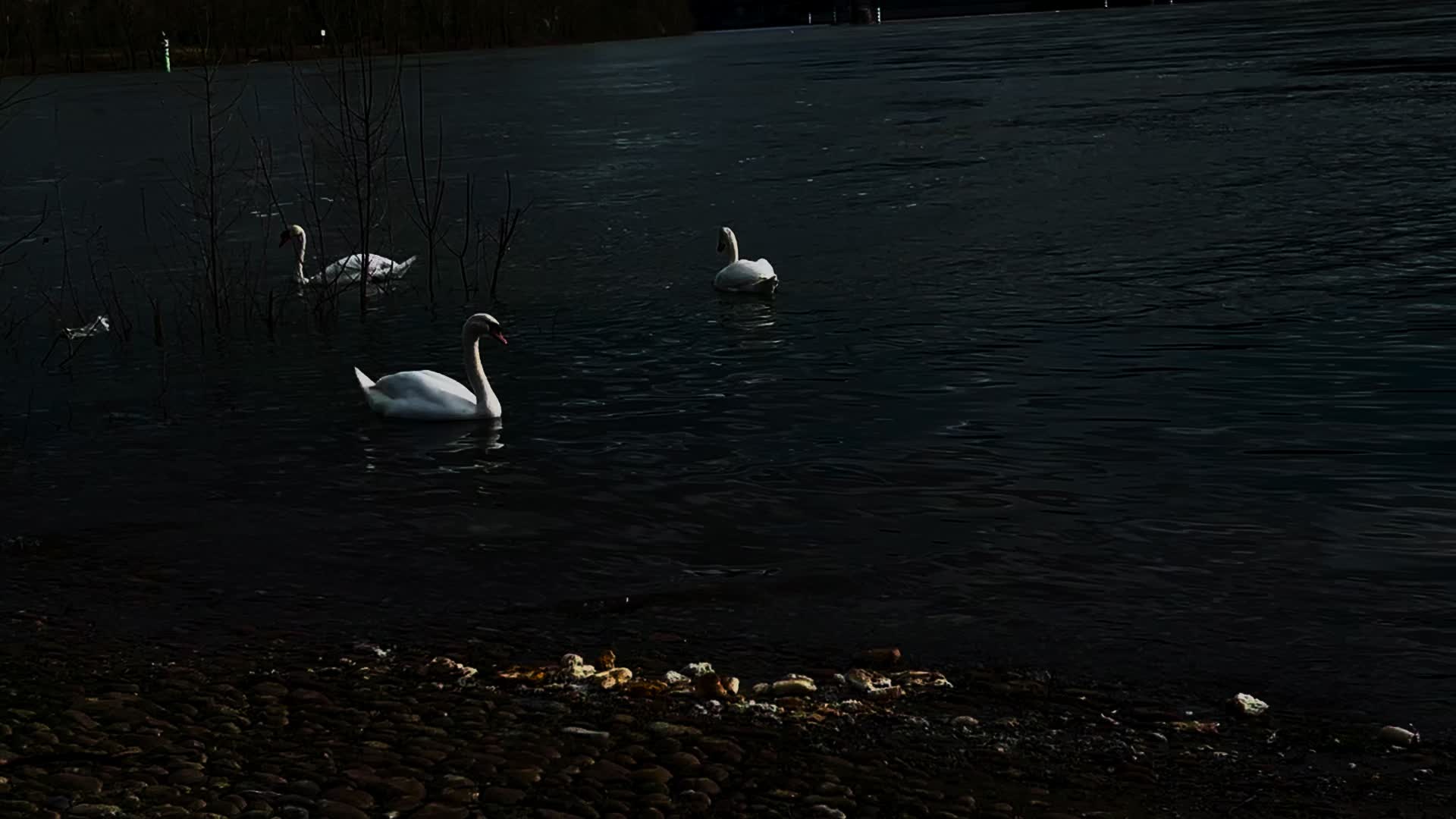 @𝒮𝓌𝒶𝓃🦢