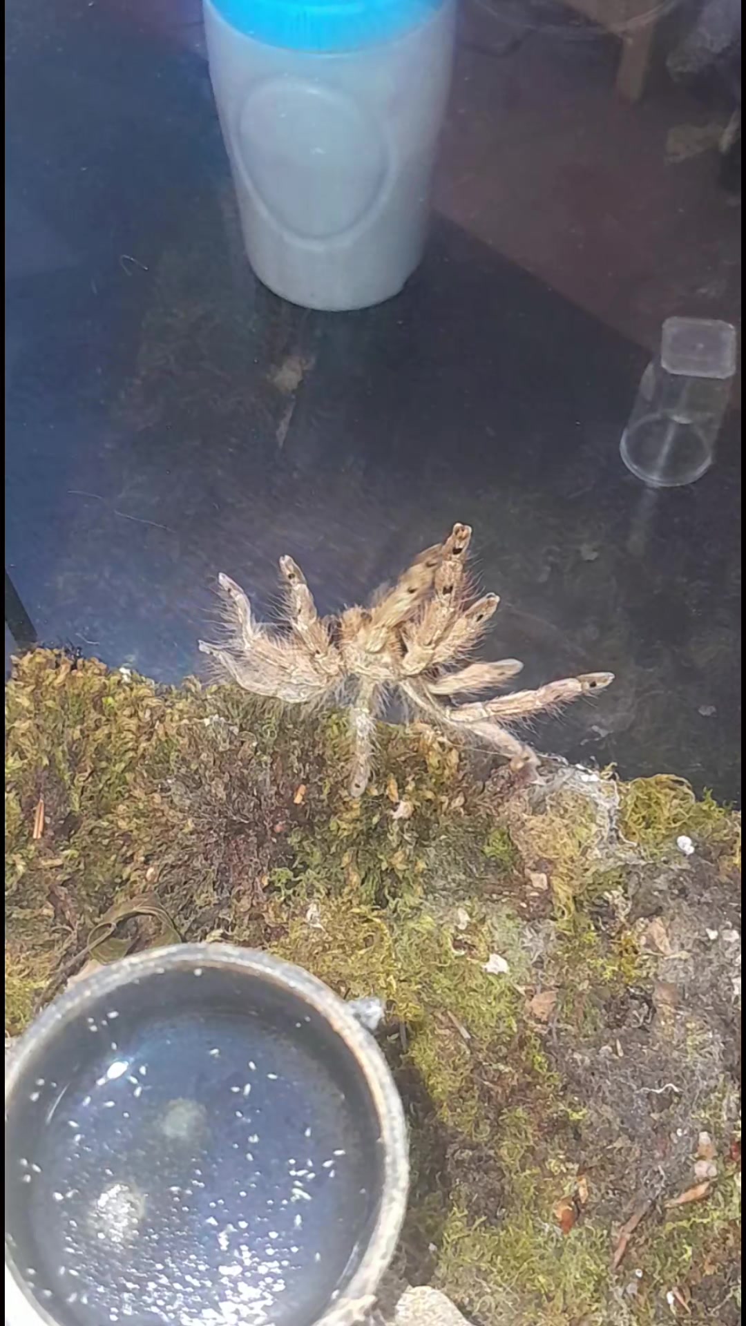 @craigscritterworld1
