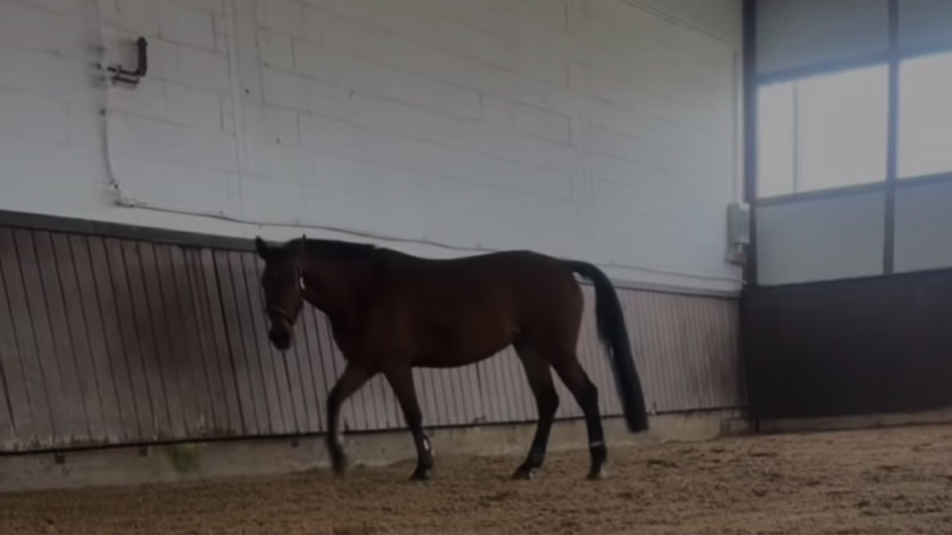 @🐎