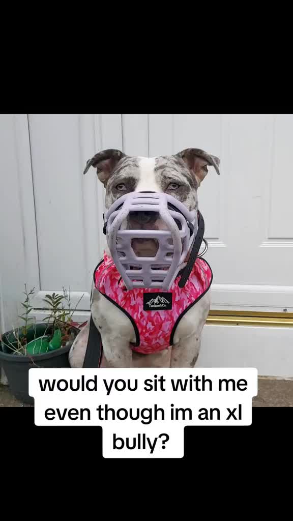 @kirsty+starlight the xl bully