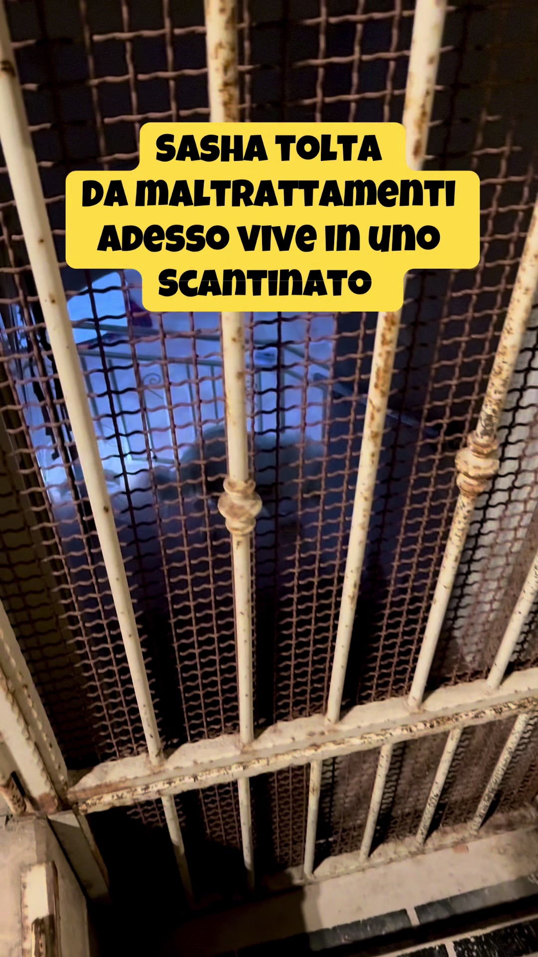 @Solo per amor loro 🐾🐾🐾🐾