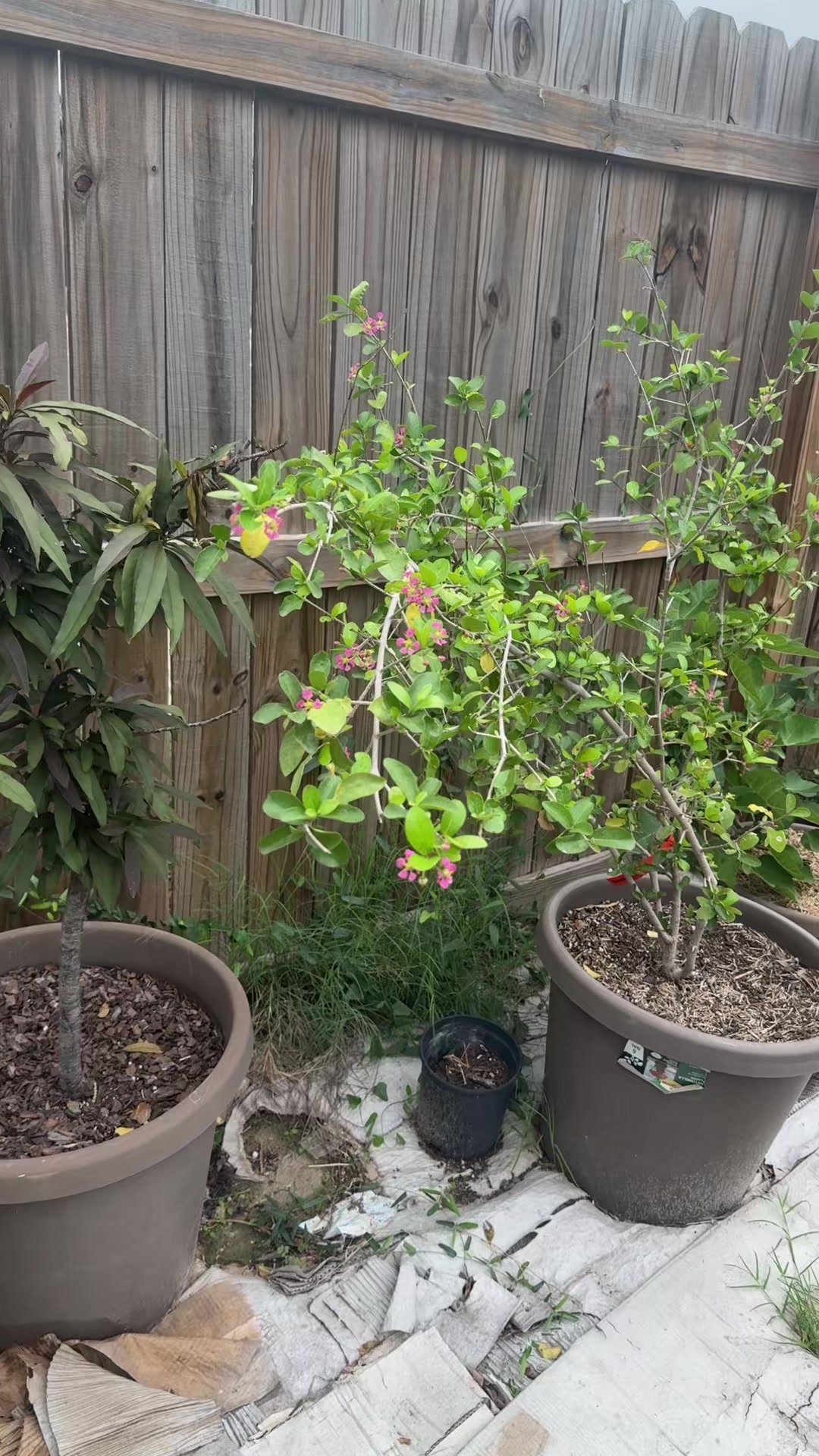 @themagicvalleygardener