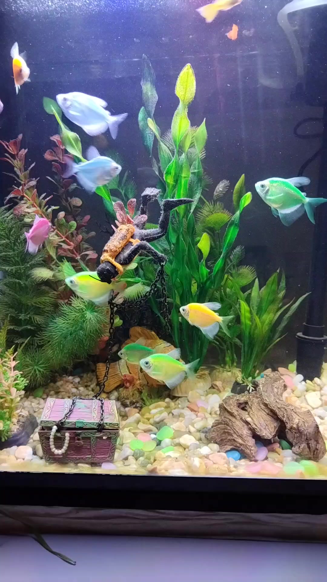 @Giovanni Carlo koi fish guy